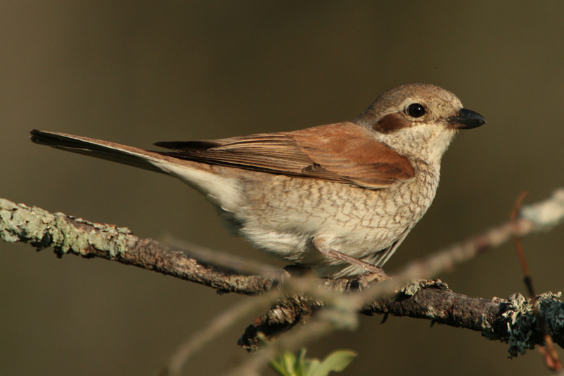 Pikkulepink�inen Lanius collurio