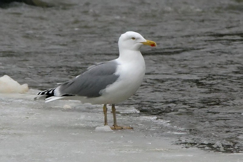 Harmaalokki