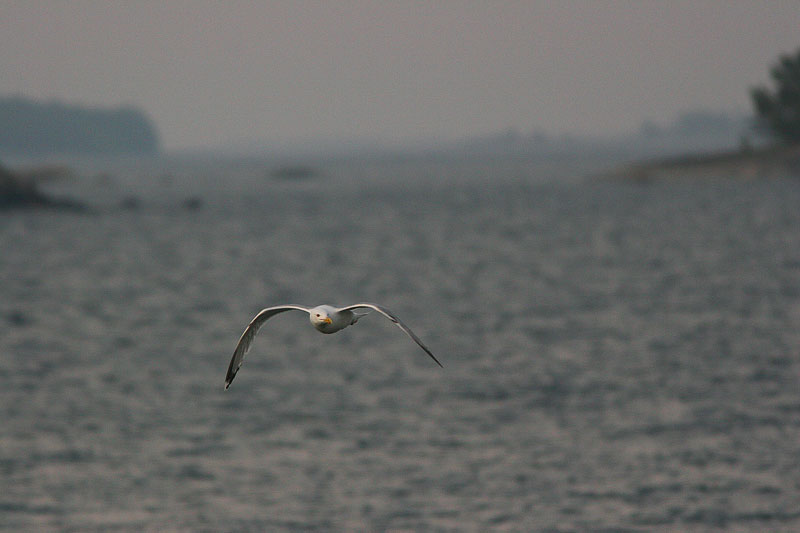 Harmaalokki