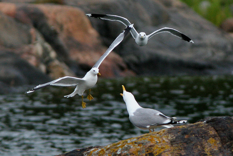 Harmaalokki