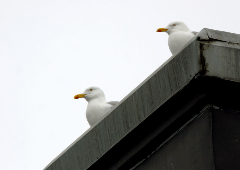 Harmaalokki Larus argentatus