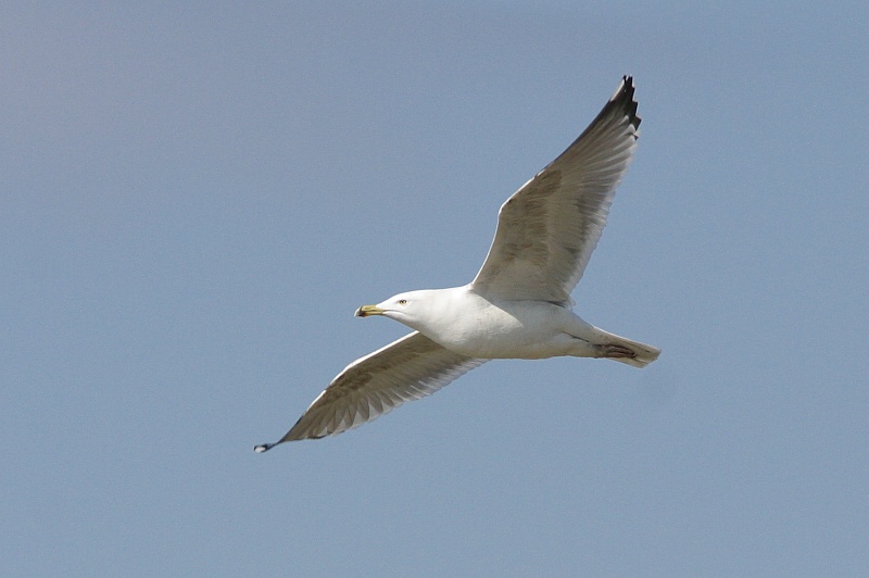 Harmaalokki Larus argentatus