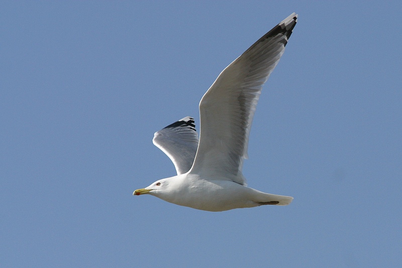 Harmaalokki Larus argentatus