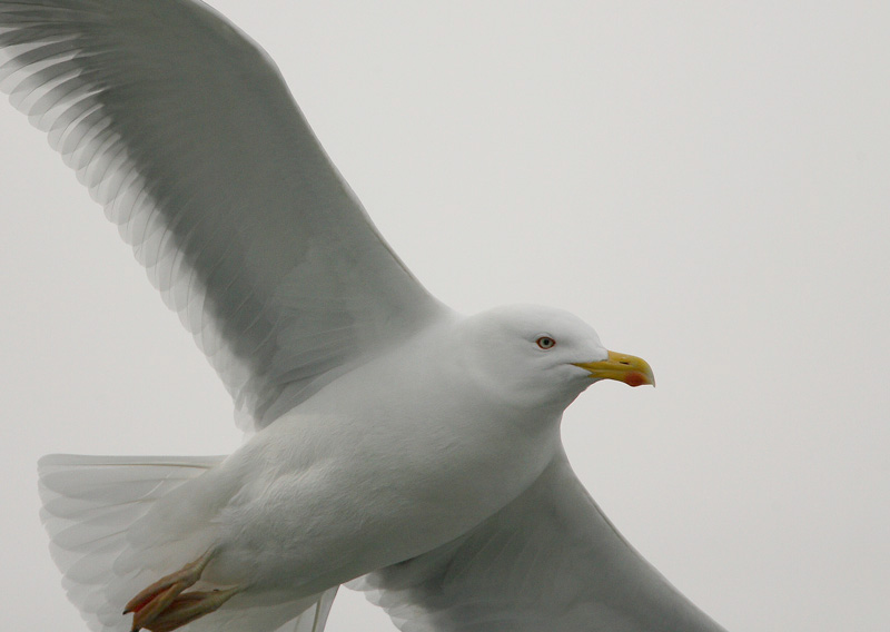 Harmaalokki Larus argentatus