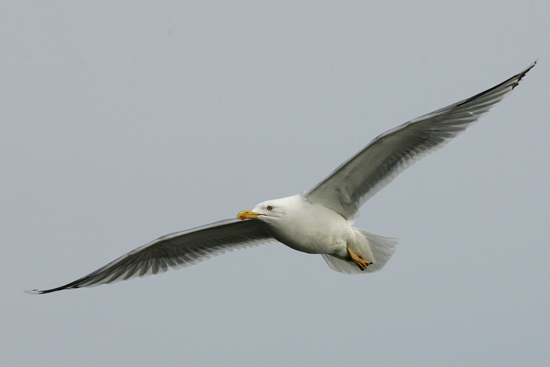 Harmaalokki Larus argentatus