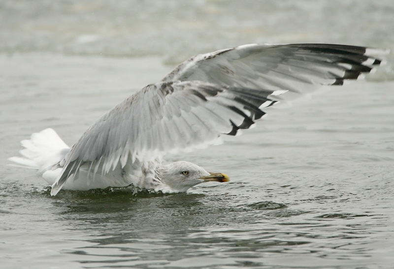Harmaalokki Herring Gull (Larus argentatus)