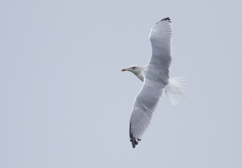 Harmaalokki Herring Gull (Larus argentatus)
