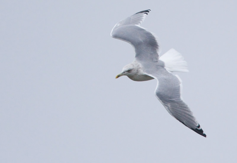 Harmaalokki Herring Gull (Larus argentatus)