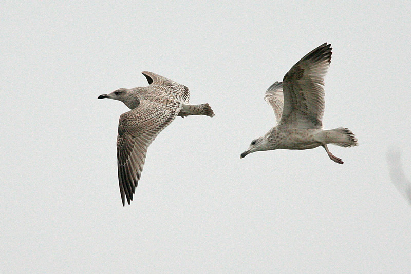 Harmaalokki Larus argentatus
