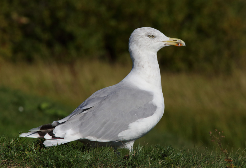 Harmaalokki Herring Gull (Larus argentatus)