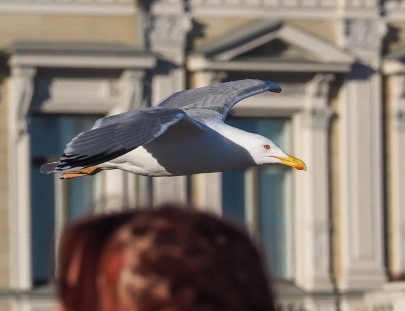 Harmaalokki Herring Gull (Larus argentatus)