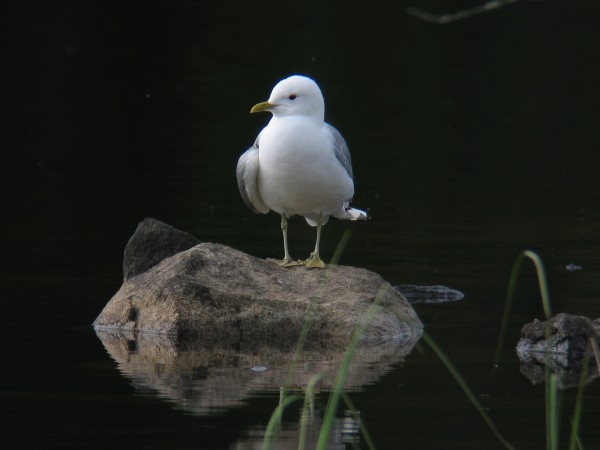 Kalalokki