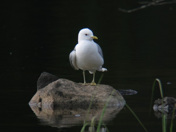 Kalalokki