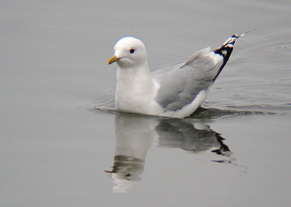 Kalalokki