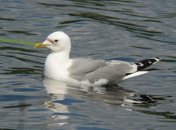 Kalalokki