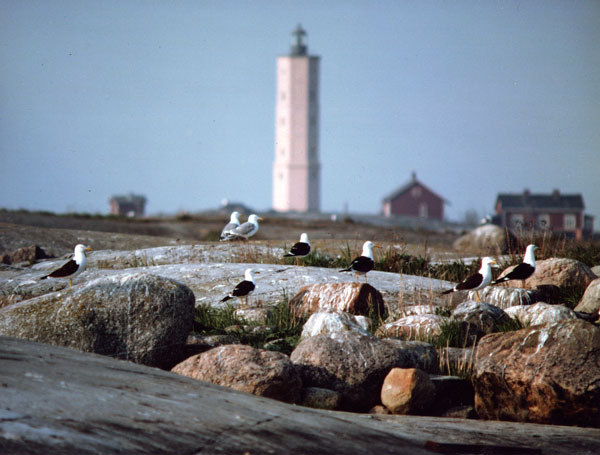 Selk�lokki