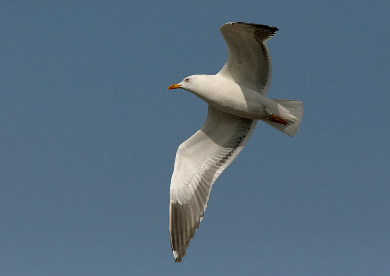 Selk�lokki Larus fuscus