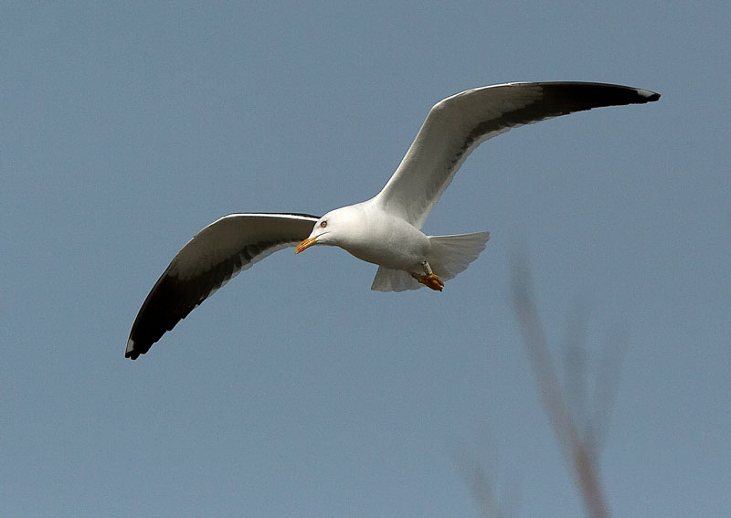 Selk�lokki Larus fuscus