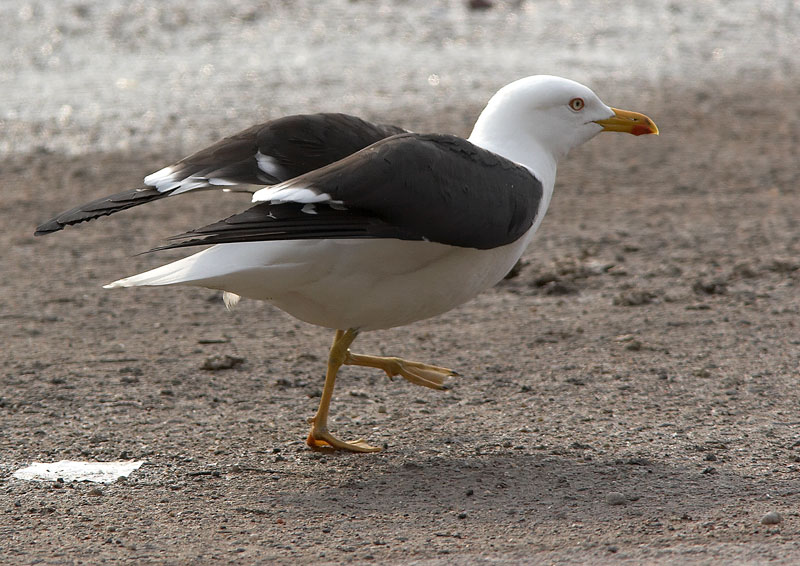 Selk�lokki Larus fuscus