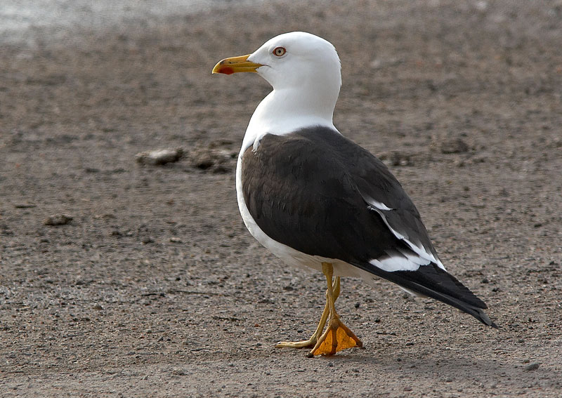 Selk�lokki Larus fuscus
