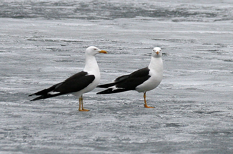 Selk�lokki Larus fuscus