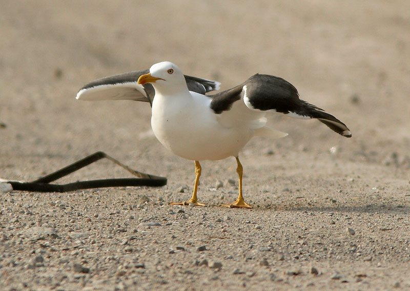 Selk�lokki Larus fuscus