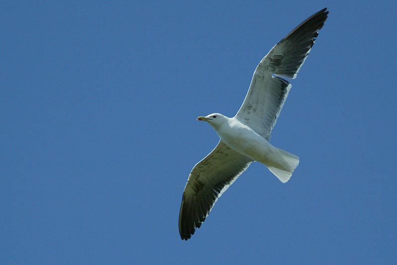 Selk�lokki Larus fuscus