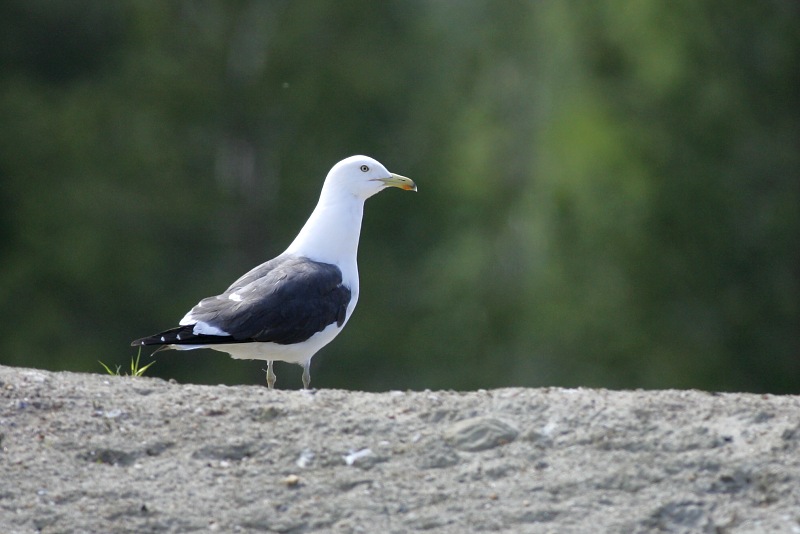 Selk�lokki Lesser Black-backed Gull, Larus fuscus