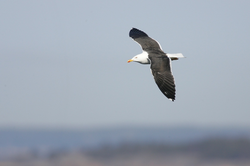 Selk�lokki Larus fuscus