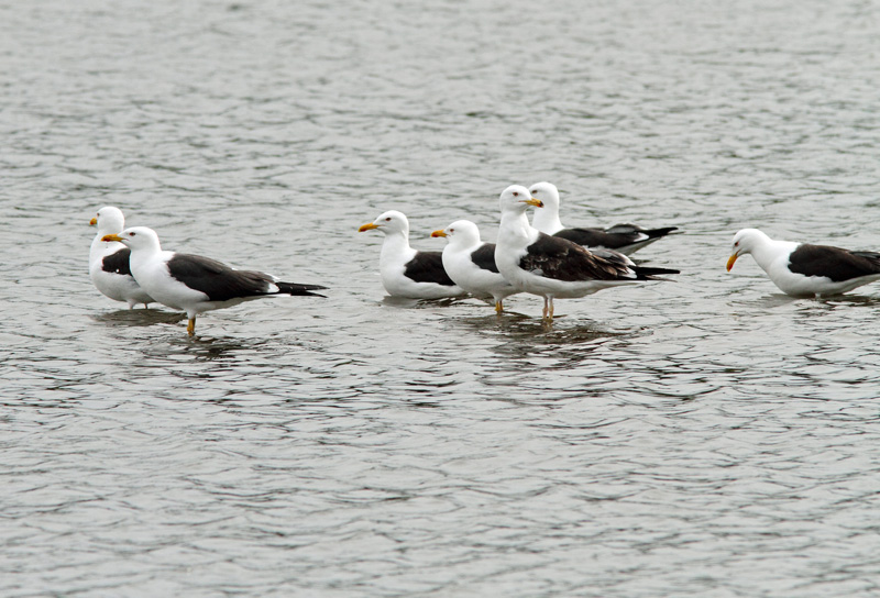 Selk�lokki Larus fuscus