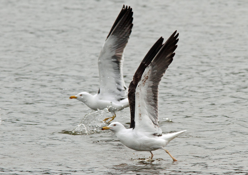 Selk�lokki Larus fuscus