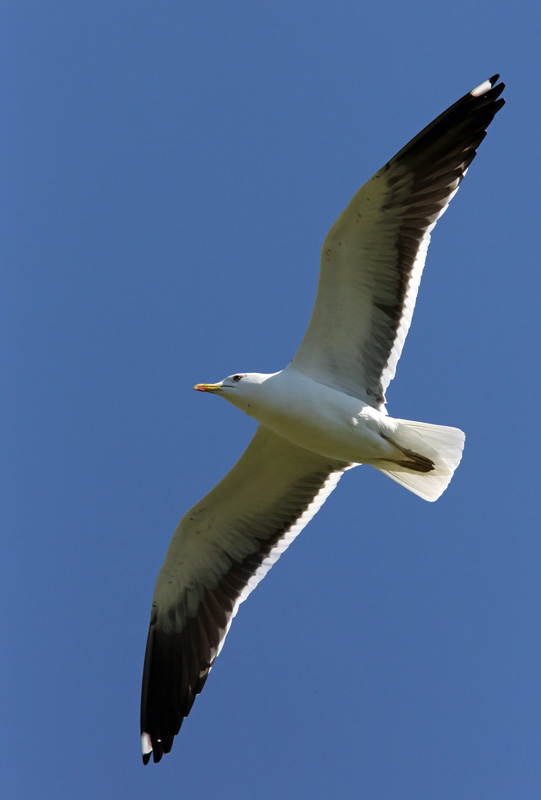 Selk�lokki Larus fuscus