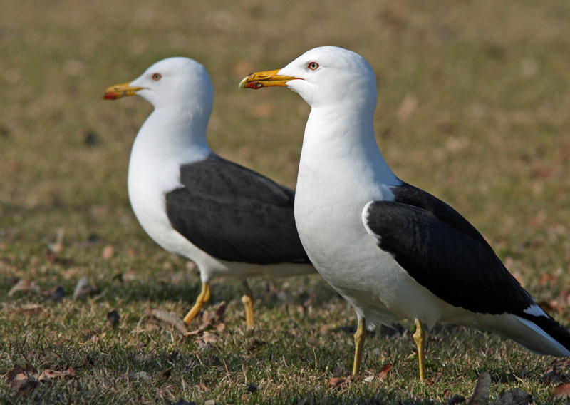 Selk�lokki Larus fuscus