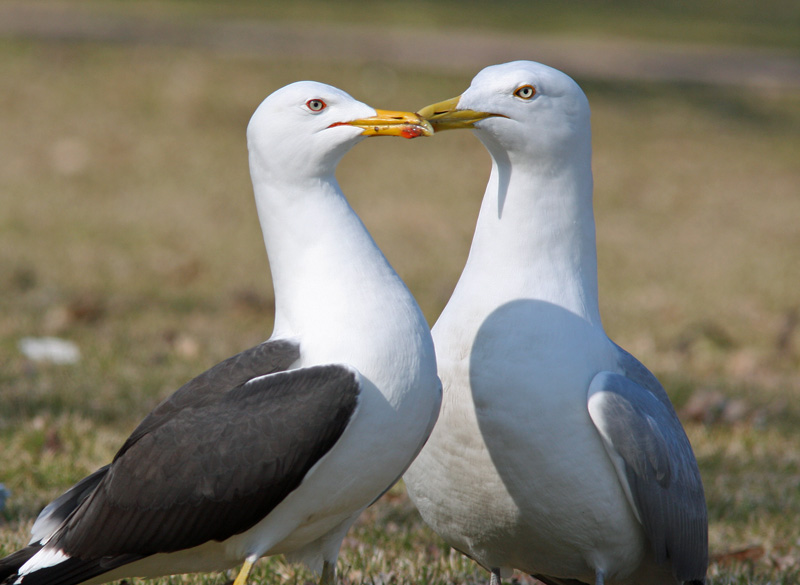 Selk�lokki Larus fuscus