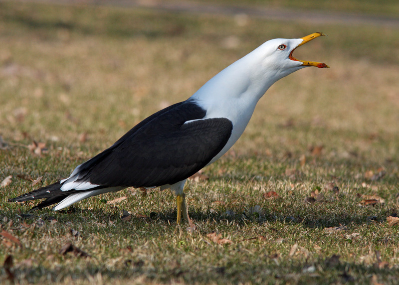 Selk�lokki Larus fuscus
