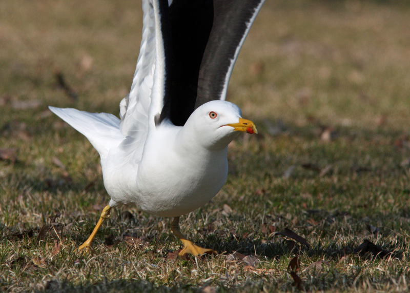 Selk�lokki Larus fuscus
