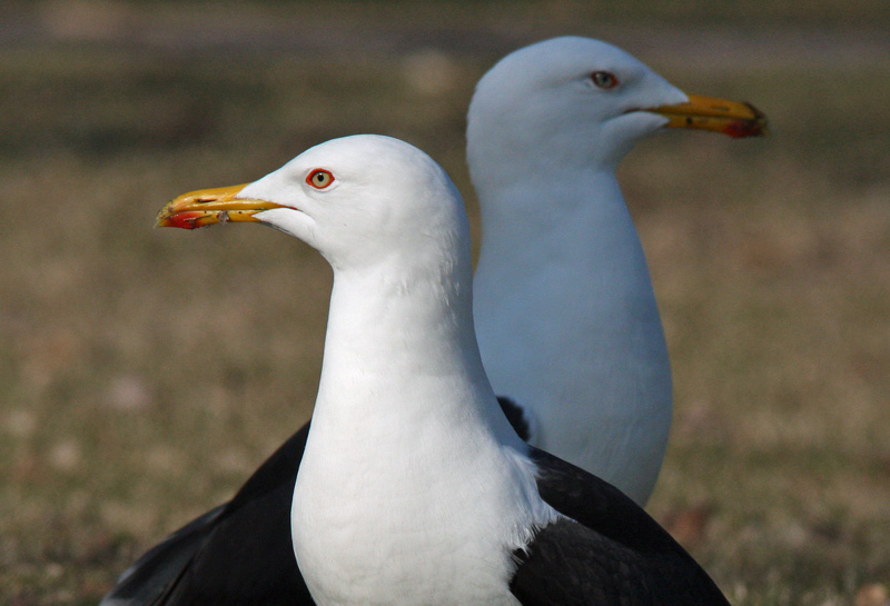 Selk�lokki Larus fuscus