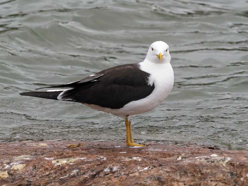 Selk�lokki Larus fuscus