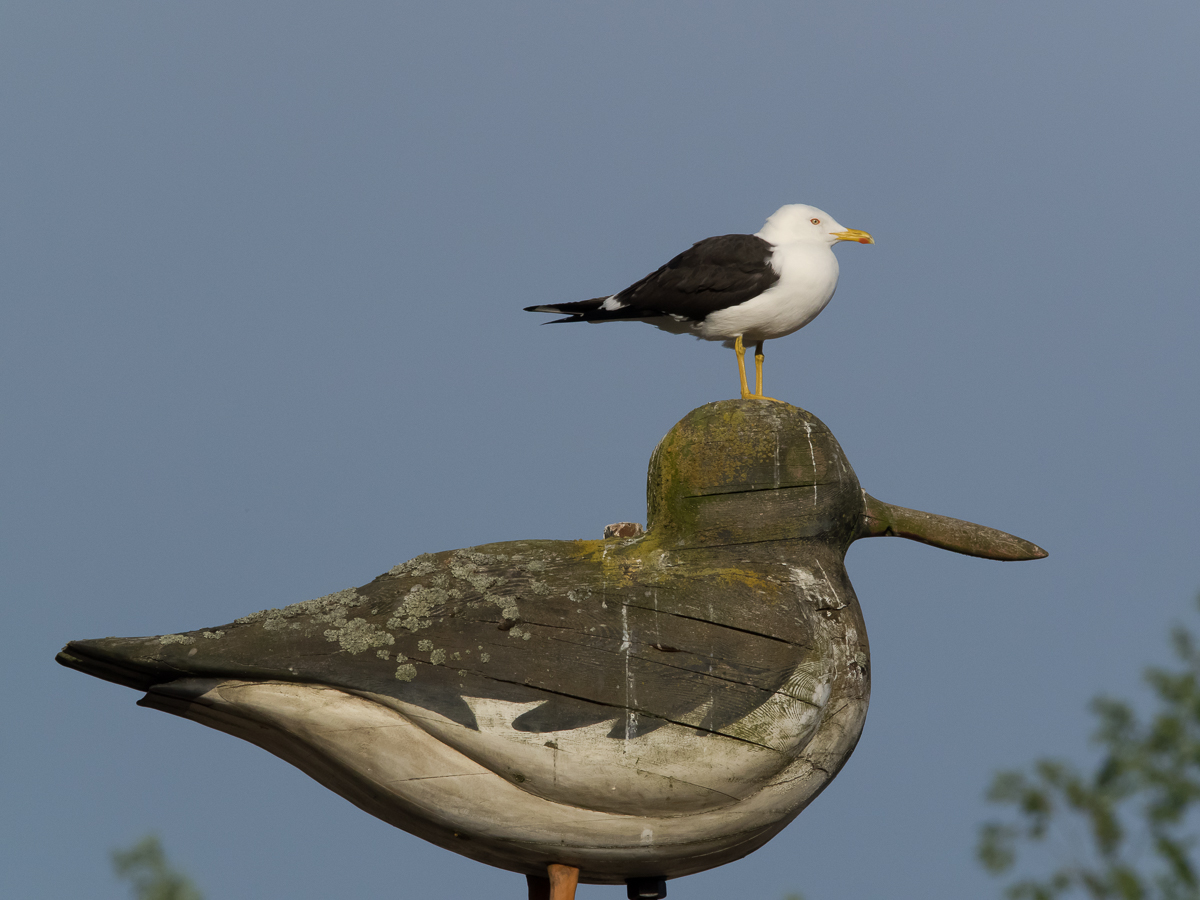 Selk�lokki Larus fuscus