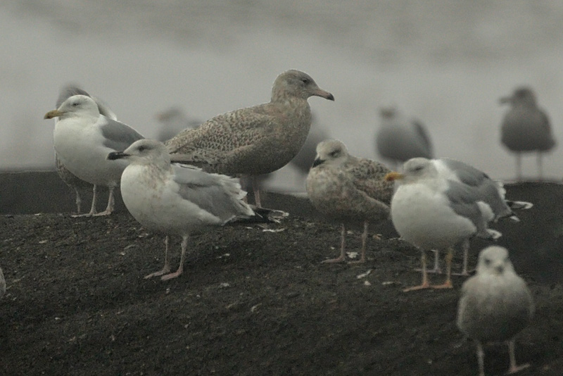 Isolokki, Glaucous Gull (Larus hyperboreus)