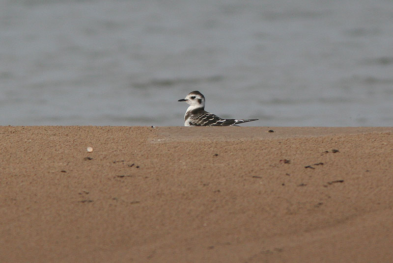 Pikkulokki, Little Gull (Larus minutus)