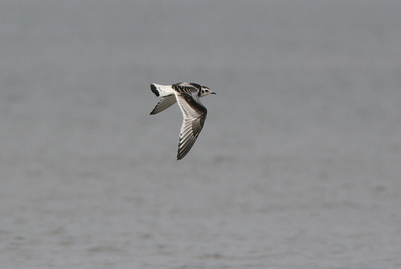 Pikkulokki, Little Gull (Larus minutus)
