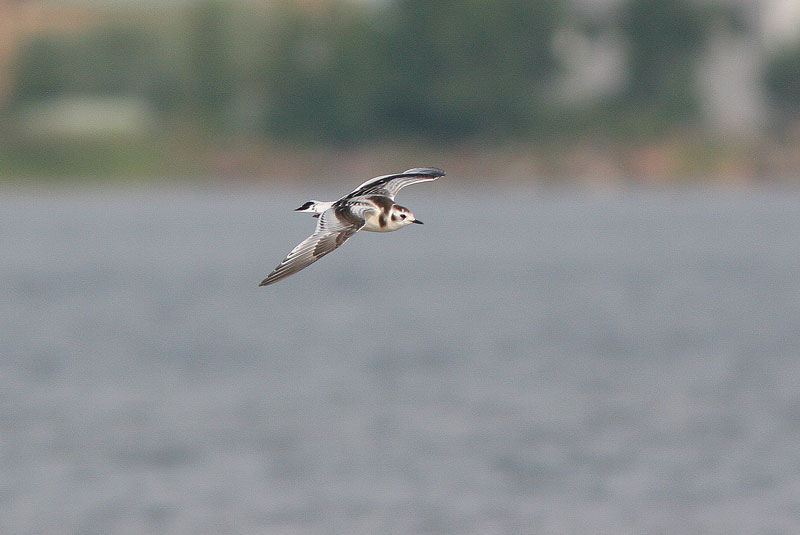 Pikkulokki, Little Gull (Larus minutus)