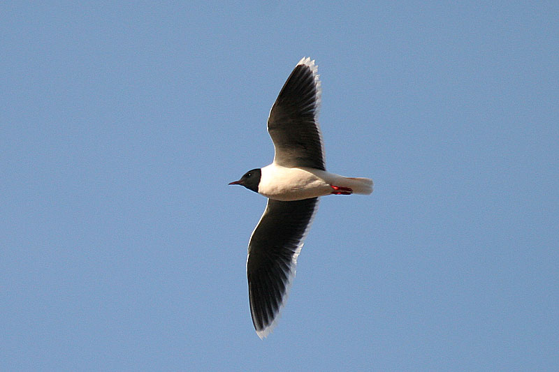 Pikkulokki, Little Gull (Larus minutus)