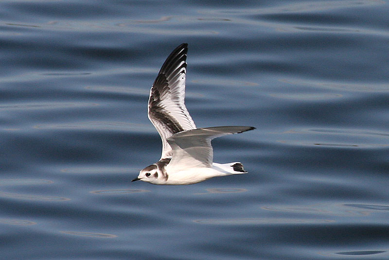 Pikkulokki, Little Gull (Larus minutus)