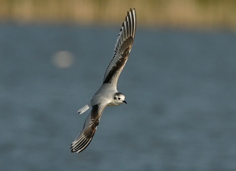 Pikkulokki, Little Gull (Larus minutus)