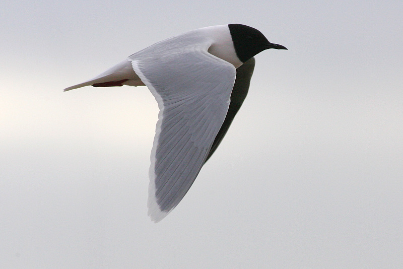 Pikkulokki, Little Gull (Larus minutus)