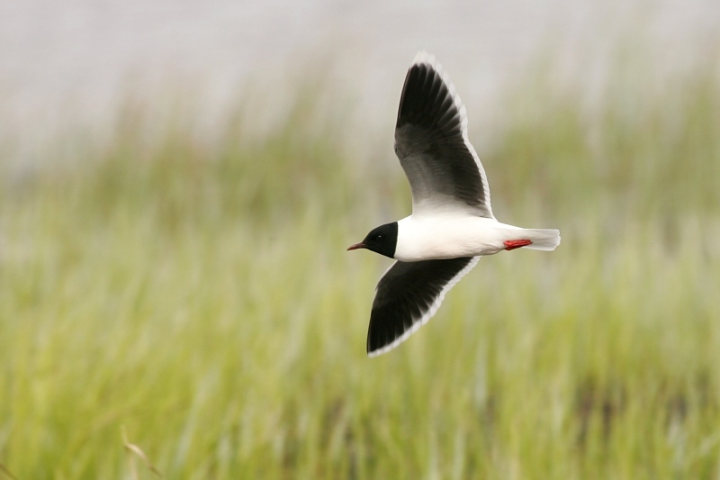 Pikkulokki Little Gull, Larus minutus