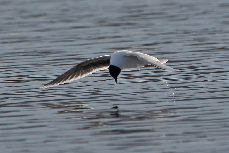 Pikkulokki, Little Gull (Larus minutus)
