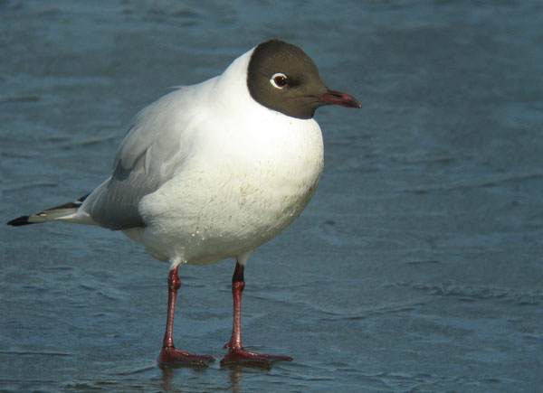 Naurulokki